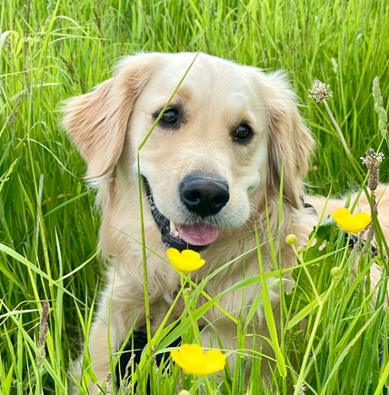 Check out the pet gallery below!